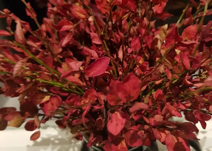 Villa Fjara Sleeps 34