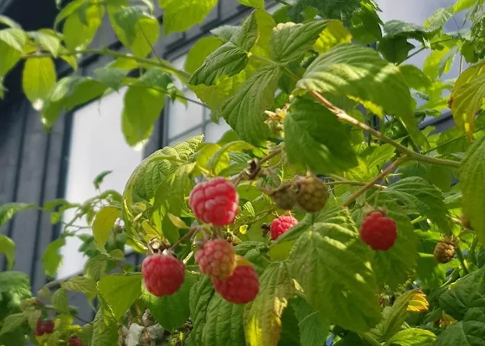 Fjara Sleeps 34 * Stange