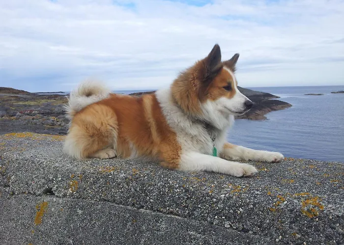 Willa Fjara Sleeps 34 Stange